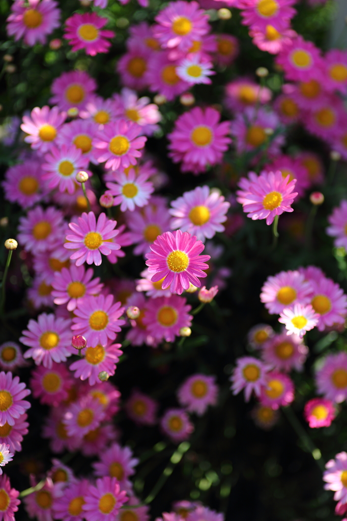 pink!pink!pink!