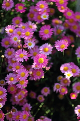 pink!pink!pink!