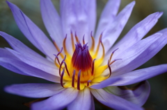 Beauty Flower