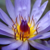 Beauty Flower