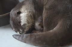 カワウソ