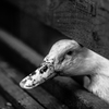動物＆モノクロ④