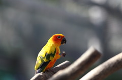 インコちゃん