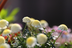 Spring Flowers 3
