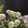 Spring Flowers 3