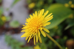 spring flowers 3