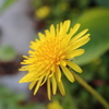 spring flowers 3
