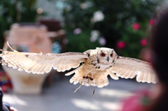 I can fly