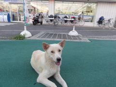 犬と自転車