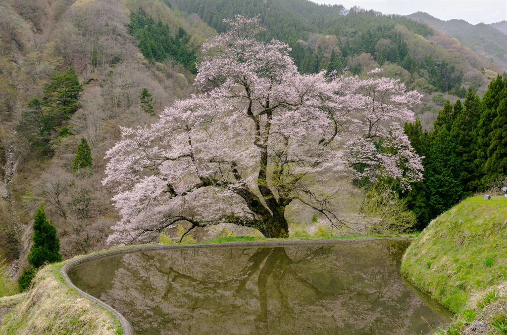 駒つなぎの桜