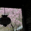 長谷寺本堂から見た枝垂れ桜