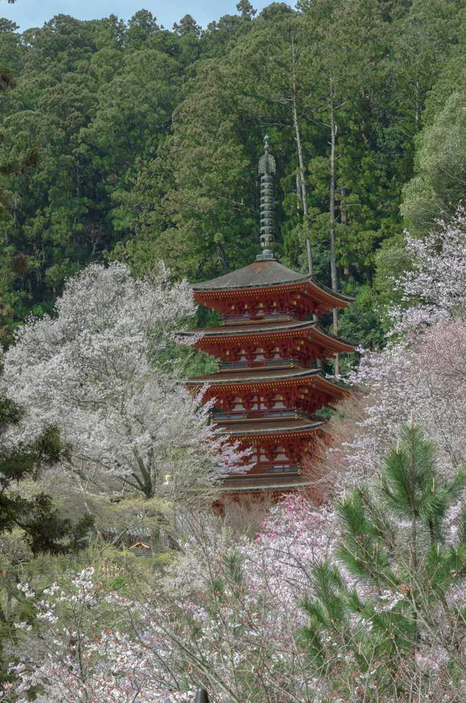 長谷寺 五重塔