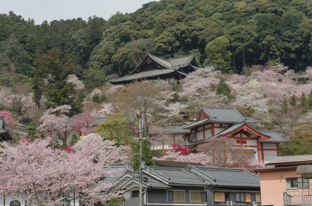 長谷寺