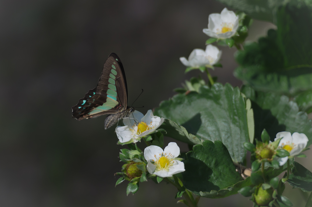 イチゴの花と蝶