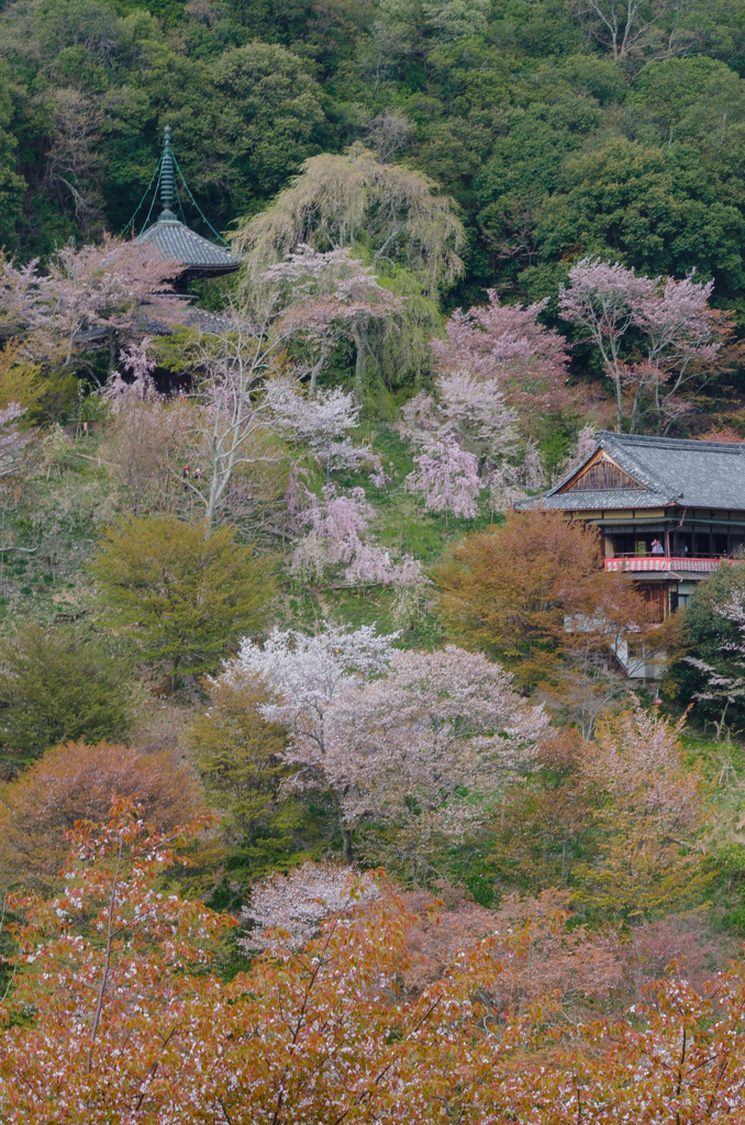 吉野山の風景