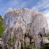 大野寺の小糸しだれ桜