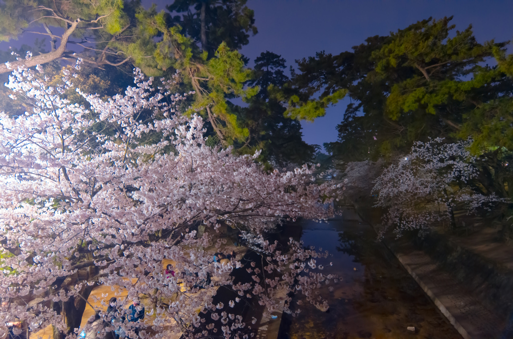 夜桜散歩