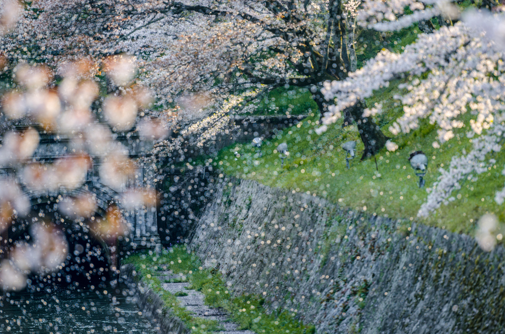 花びら舞い散る