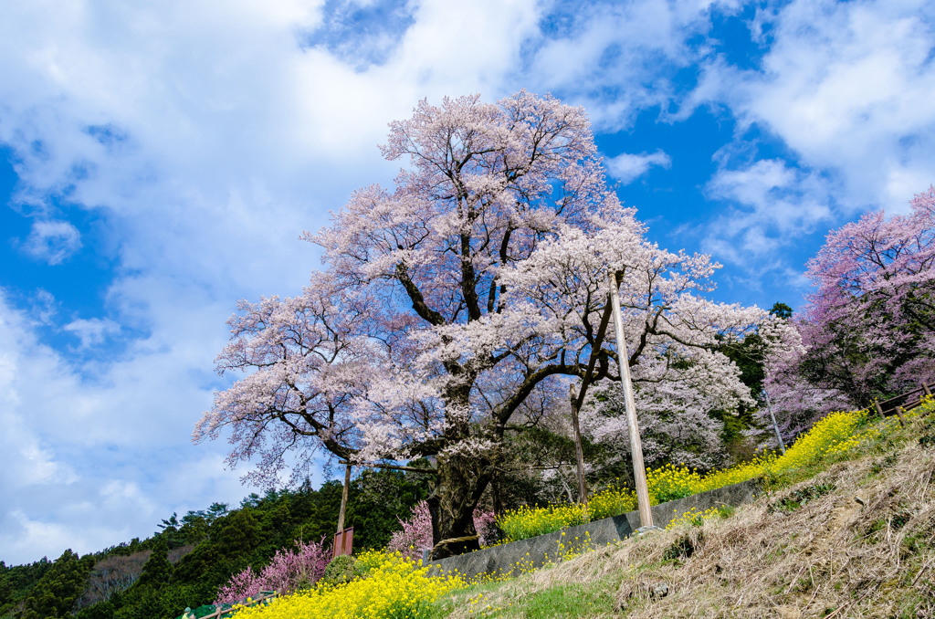 ひょうたん桜