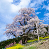 ひょうたん桜