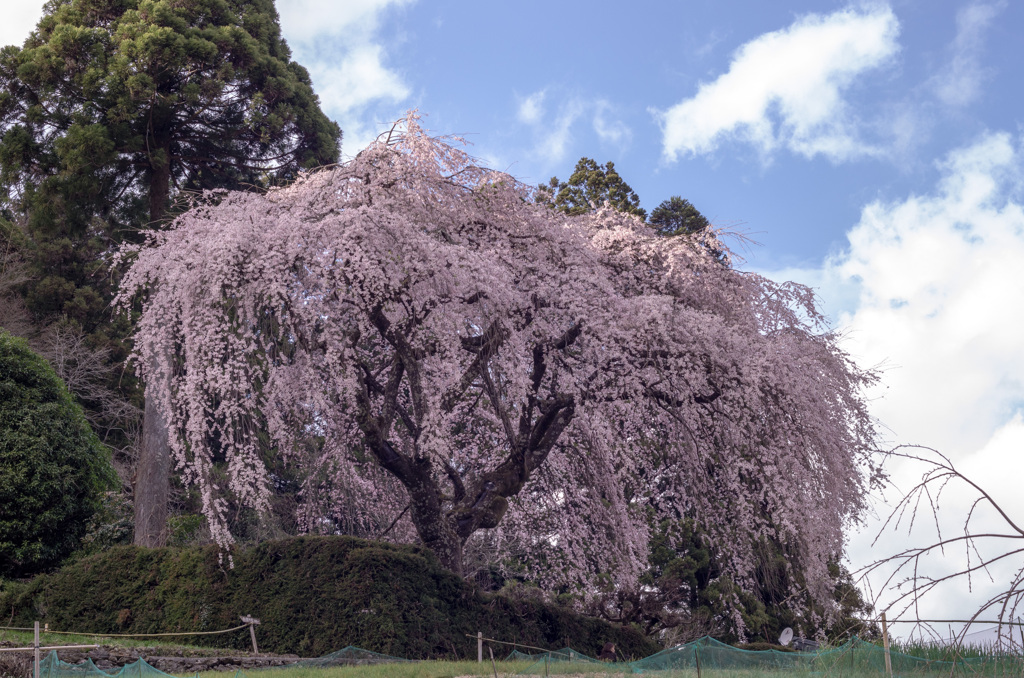 別枝庄屋跡中越家のしだれ桜