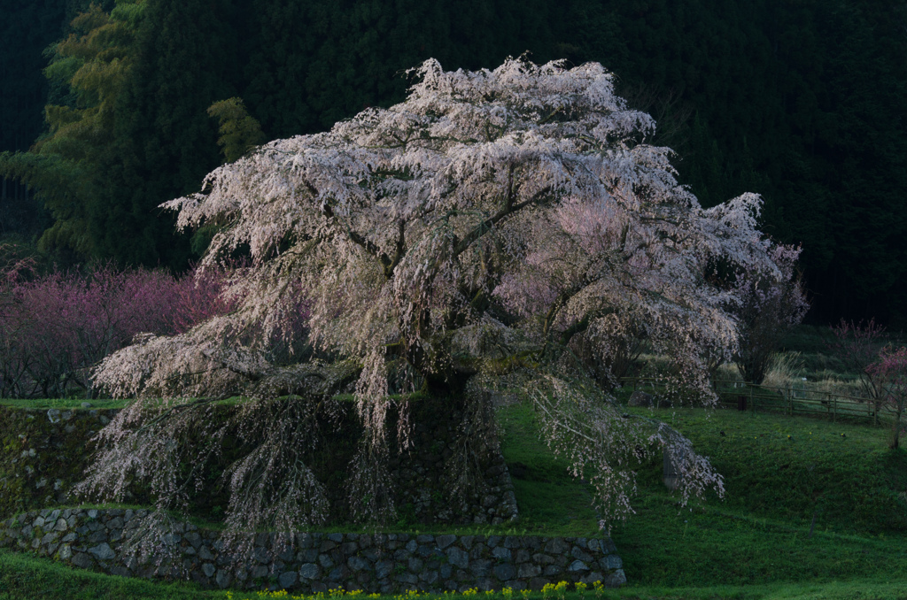 朝日に照らされる又兵衛桜