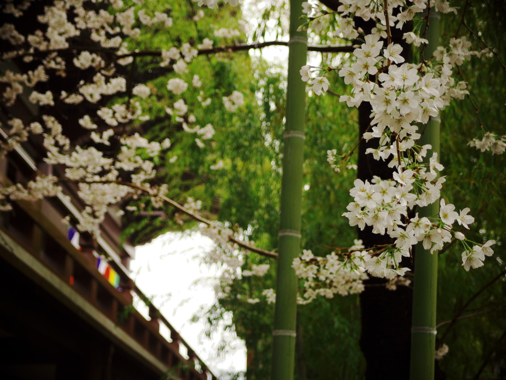 雨の増上寺