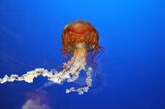 クラゲ