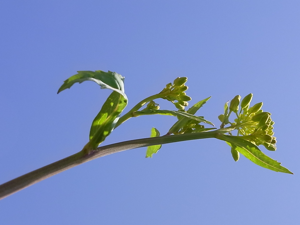 そらと植物　2013 3 17 051