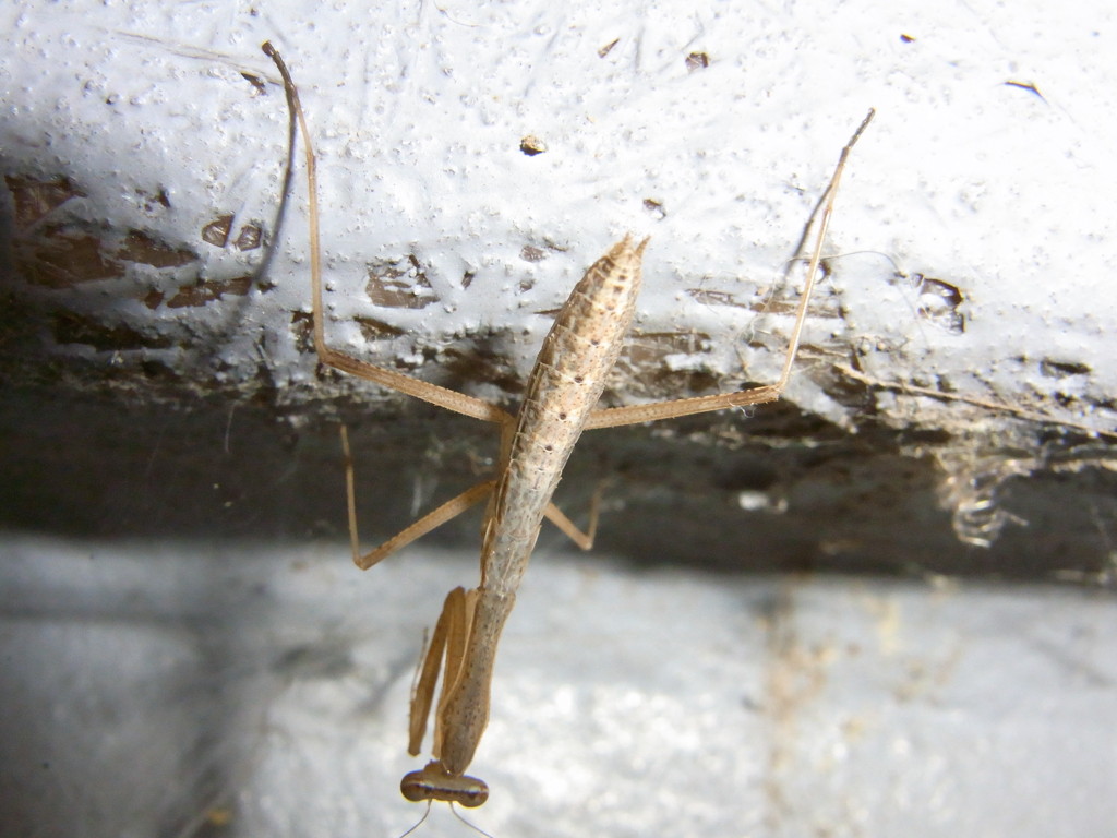 カマキリ　2012 7 31 038