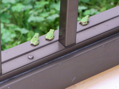 かえる　カエル　蛙。2012 7 1 276