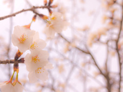 　　　　　ぱ　　　　　っ　　　　　　