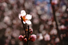 光る梅の花
