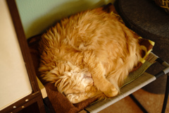猫玉