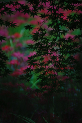 色づく楓に想い馳せ