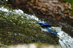 水浴び気持ちよさそう