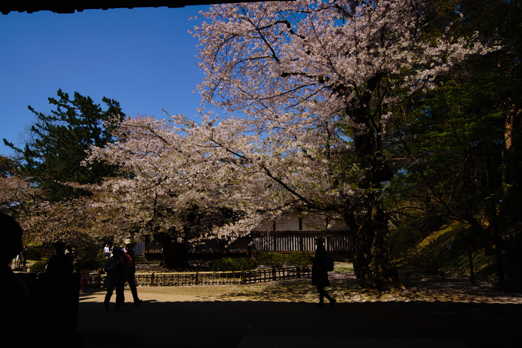 弘前の桜