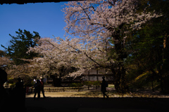 弘前の桜