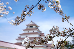 赤瓦と桜
