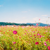 華やか凜々　（フィルム　FUJI　X-TRA 400　