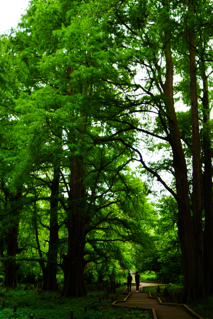 林のみち