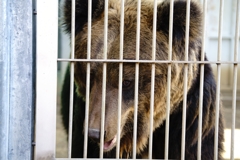 ヒグマと対面　大きい！