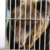 ヒグマと対面　大きい！