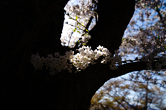 光る桜