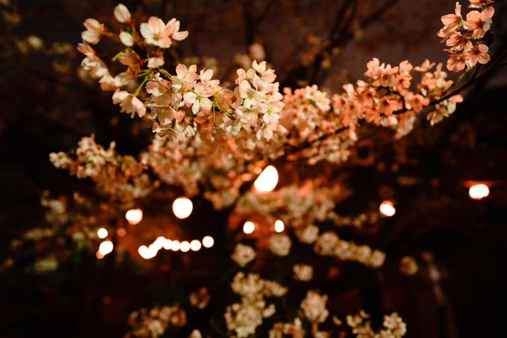 光と桜の連なり