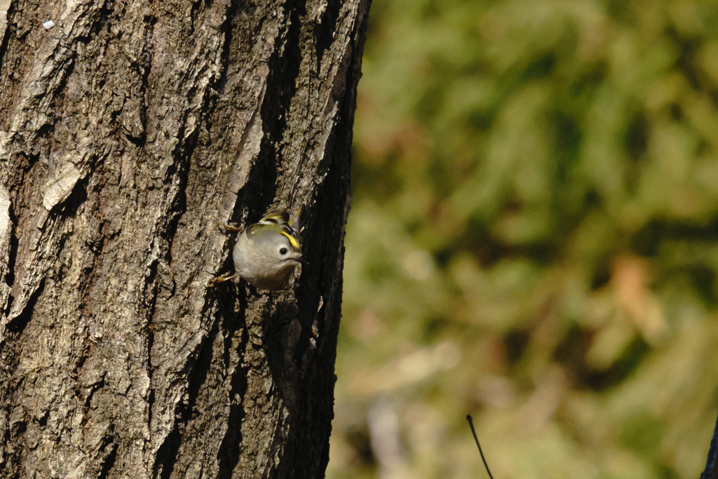 キクイタダキも初めまして！