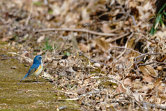 幸せの青い鳥　ルリビタキ