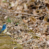 幸せの青い鳥　ルリビタキ