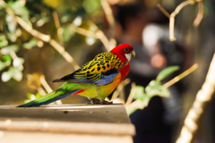 園１のお洒落さん