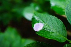 花びらぺたり